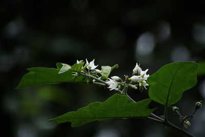 Close-up of white flowering plant leaves