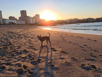 Dog running at beach during sunset
