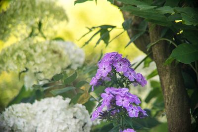 Close-up of purple flowering plant