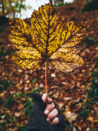 Close-up of hand holding maple leaf