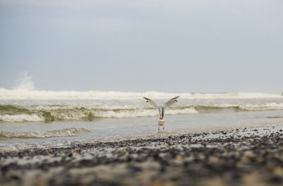 Sea shore at beach against sky