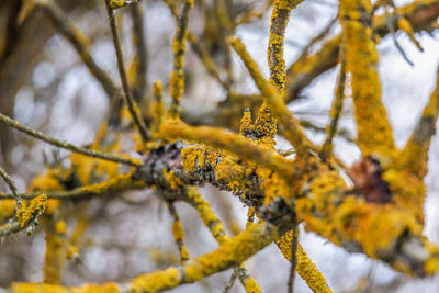 Close-up of yellow autumn leaves on branch