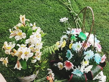 High angle view of flowers blooming outdoors