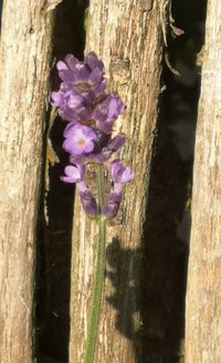 Close-up of purple flowering plant on tree trunk