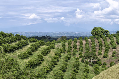 Scenic view of trees growing on field against sky