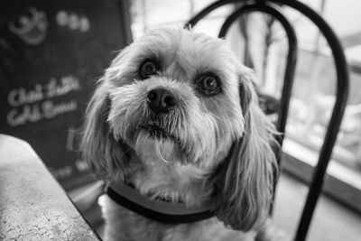 Close-up portrait of dog looking away