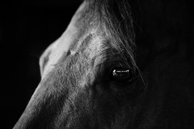 Extreme close up of horse eye