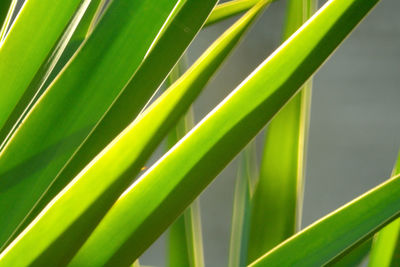 Close-up of palm leaf