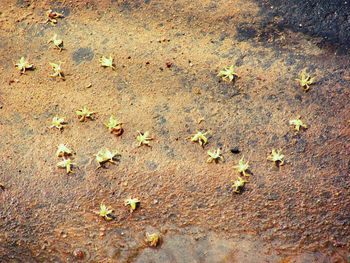 Fallen leaves on the ground