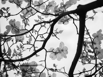 Close-up of bare branches