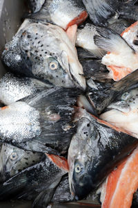 High angle view of fish for sale in market