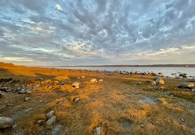 View of birds on land against sky