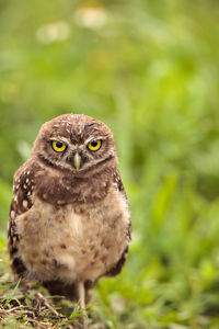 Baby burrowing owl athene cunicularia perched outside its burrow on marco island, florida