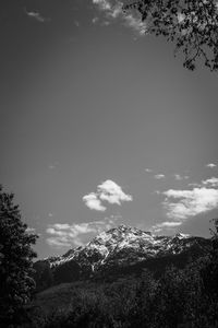 Low angle view of trees against sky