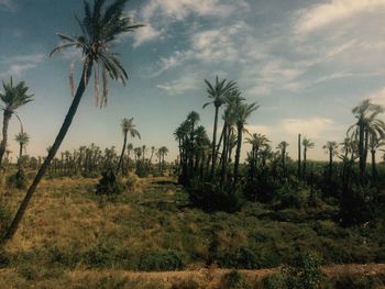 Palm trees growing against sky