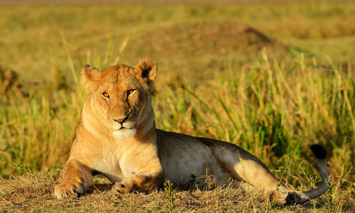 Cat resting on a field