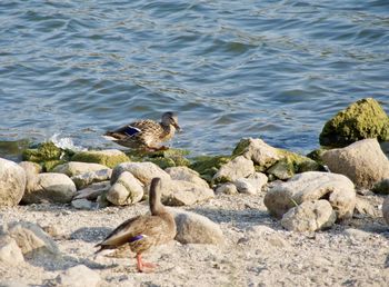 Seagulls perching on rock in lake