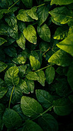 Full frame shot of leaves