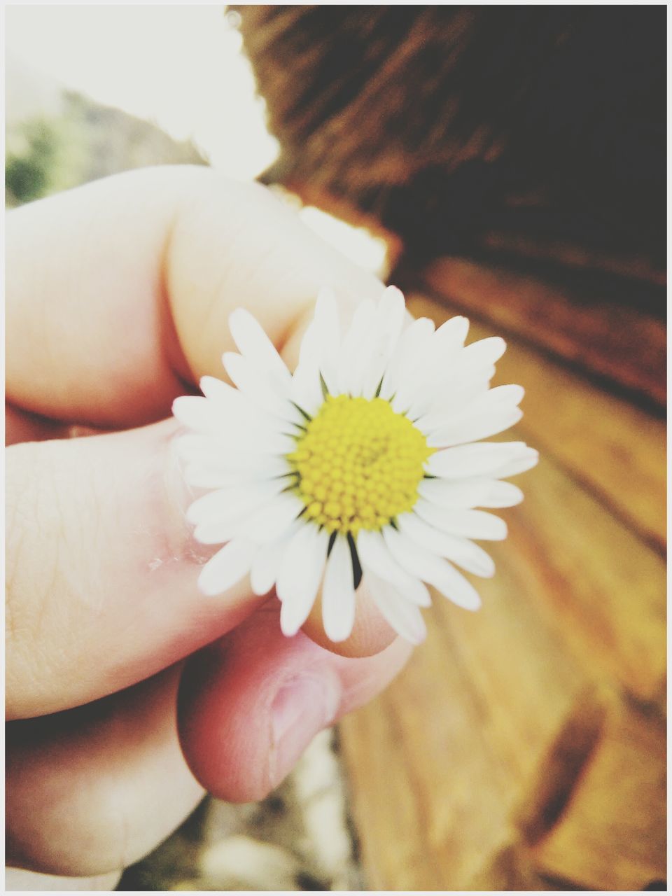 flower, person, petal, flower head, fragility, holding, freshness, part of, white color, daisy, single flower, close-up, pollen, cropped, human finger, unrecognizable person, personal perspective