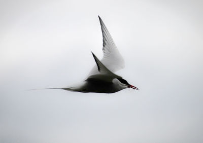 Low angle view of seagull flying