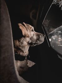 Dog looking through car