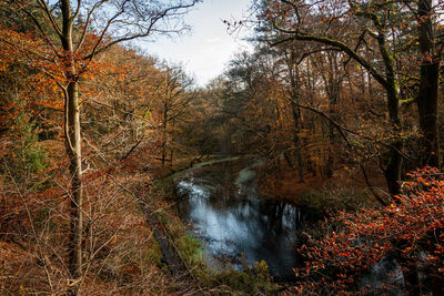 Plants and trees by river in forest during autumn