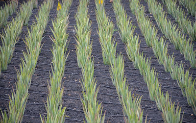 Plants of aloe vera growing on field