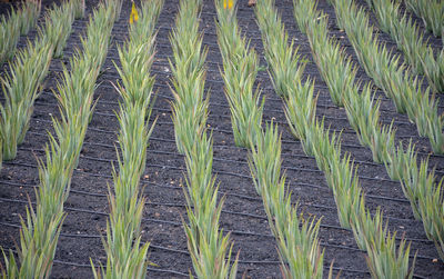 Full frame shot of rice field