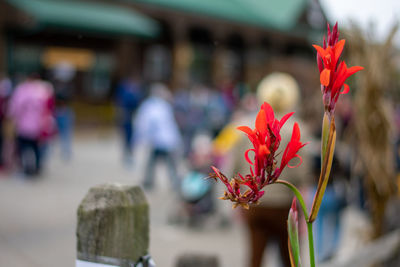 A small and unique red flower growing in front of a busy farmer's market