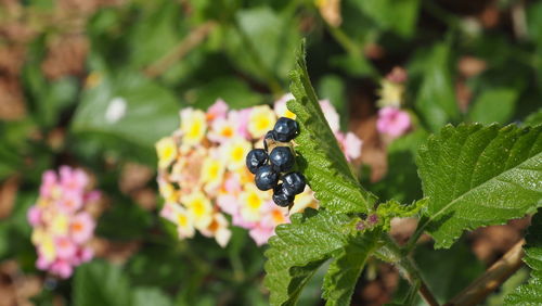 Close-up of berry growing on plant