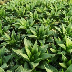 Full frame shot of plants growing on field