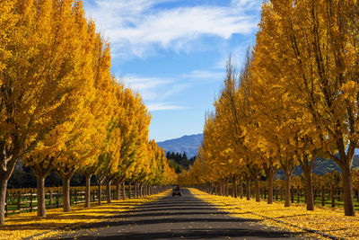 Trees on field against sky