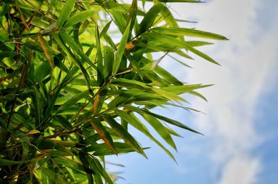 Low angle view of fresh green leaves against sky