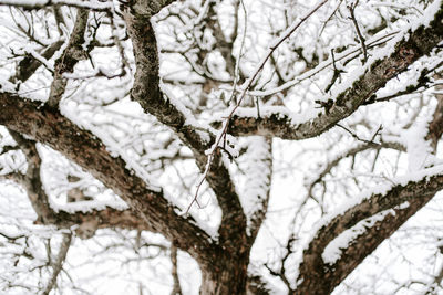 Close-up of snow covered bare tree