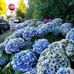 Close-up of purple hydrangea flowers on road