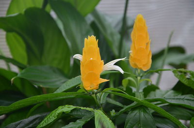 Close-up of yellow flowering plant