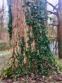 Ivy growing on tree trunk in forest