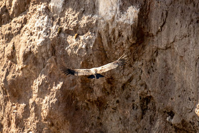 High angle view of eagle flying over rock