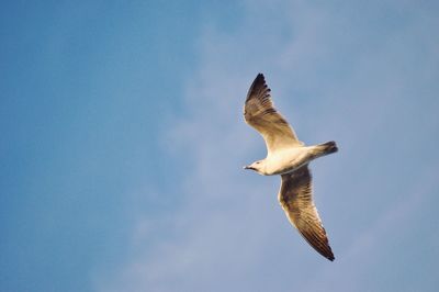 Low angle view of seagull flying in sky