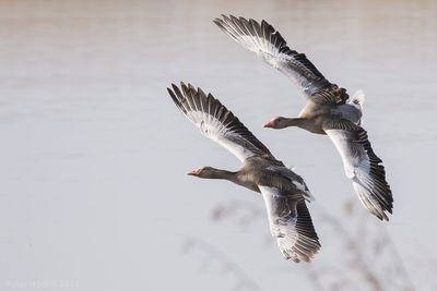 Graylag geese flying against lake