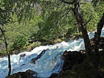 Scenic view of waterfall in forest
