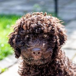 Close-up portrait of a dog