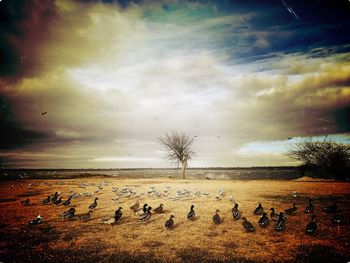View of birds on land against sky