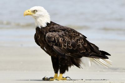 Close-up of eagle on sea shore