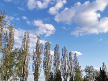 Low angle view of trees against sky during winter