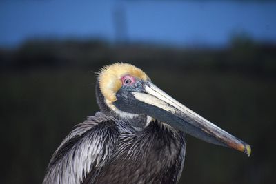 Close-up of a bird