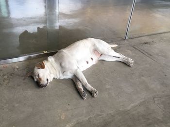High angle view of dog sleeping on floor