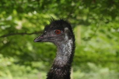 Close-up of a bird looking away