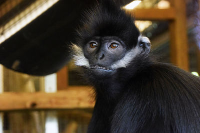 Close-up of francois langur at zoo