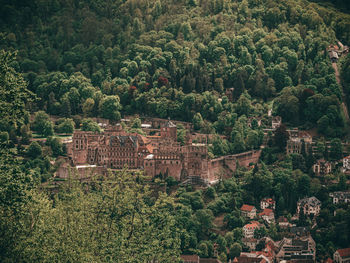 High angle view of trees and plants in forest